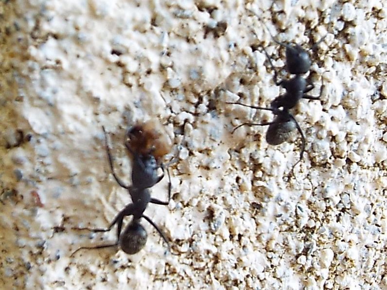 Grosse formiche:  Camponotus vagus