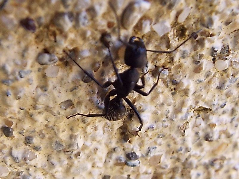 Grosse formiche:  Camponotus vagus