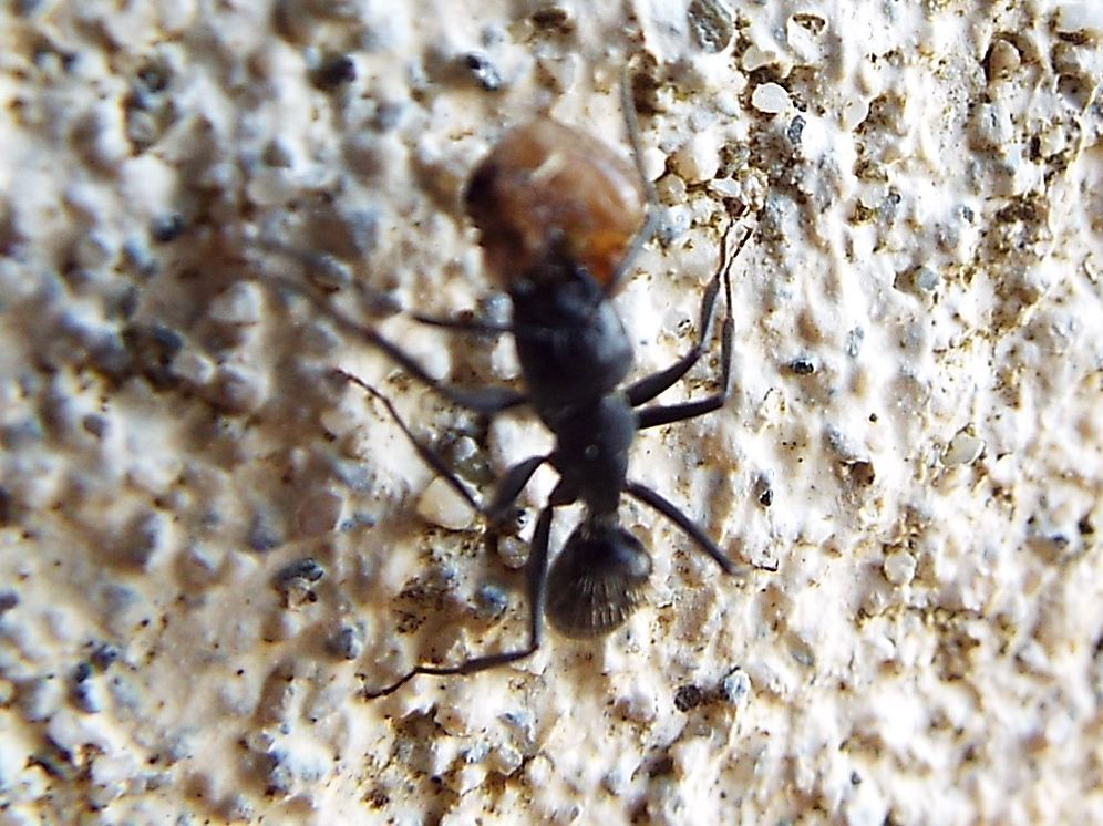 Grosse formiche:  Camponotus vagus