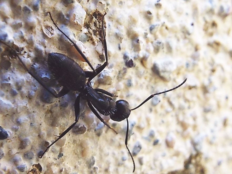 Grosse formiche:  Camponotus vagus