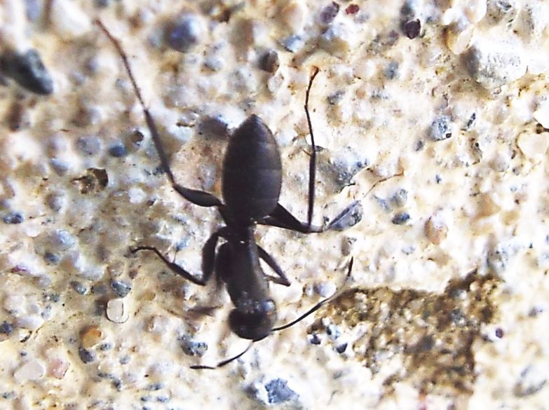 Grosse formiche:  Camponotus vagus