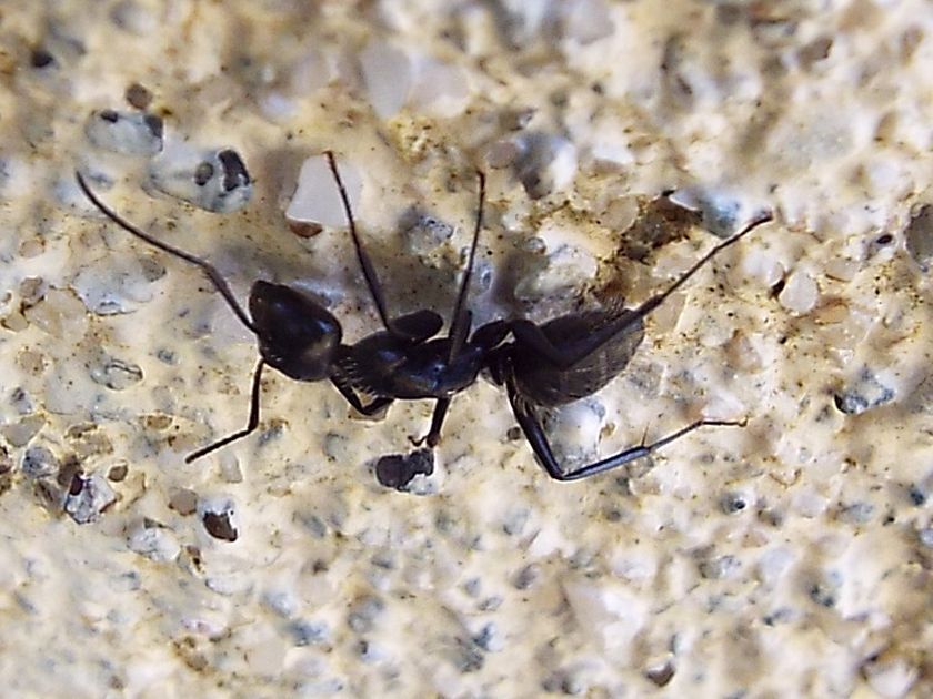 Grosse formiche:  Camponotus vagus