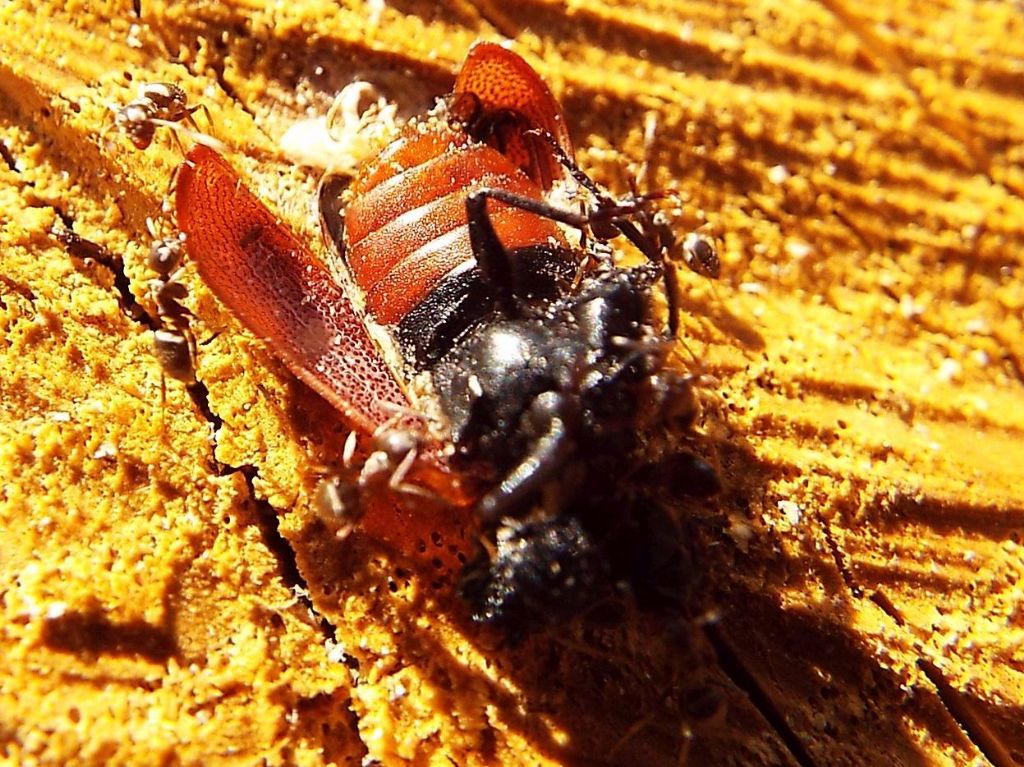 Cos''hanno assalito queste formiche?  Un Bostrichus capucinus (Bostrichidae)