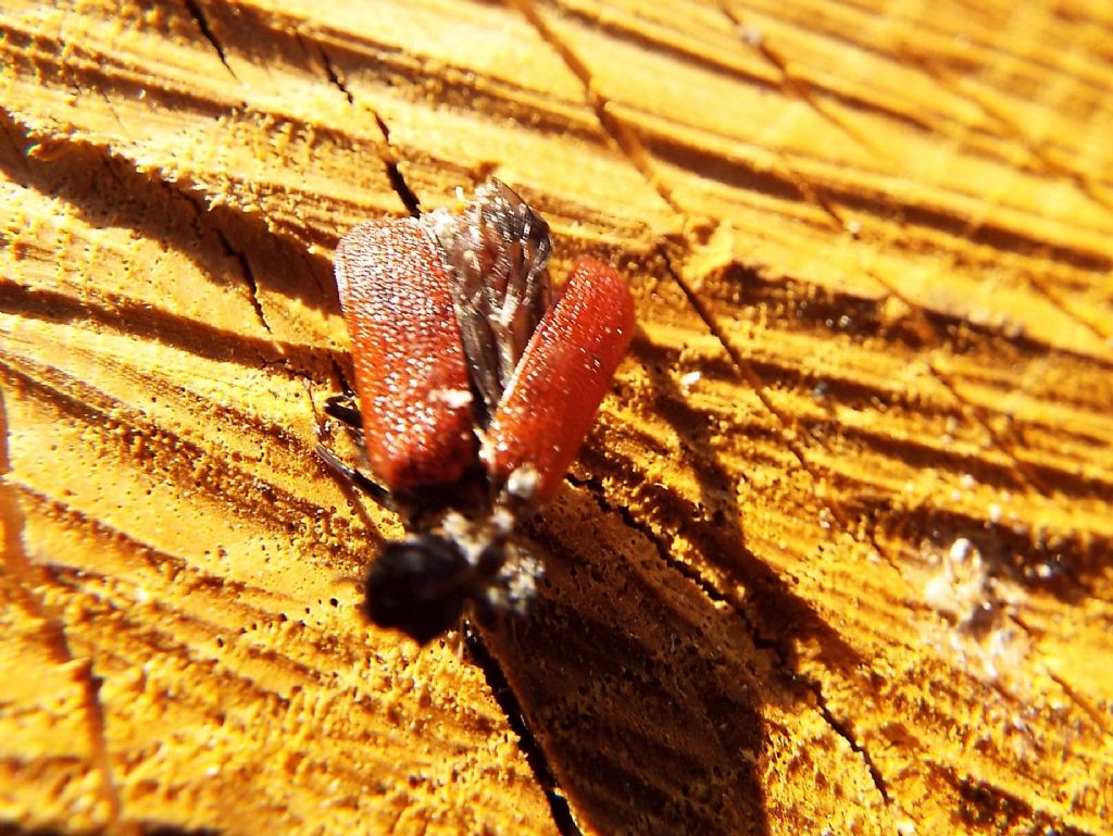 Cos''hanno assalito queste formiche?  Un Bostrichus capucinus (Bostrichidae)