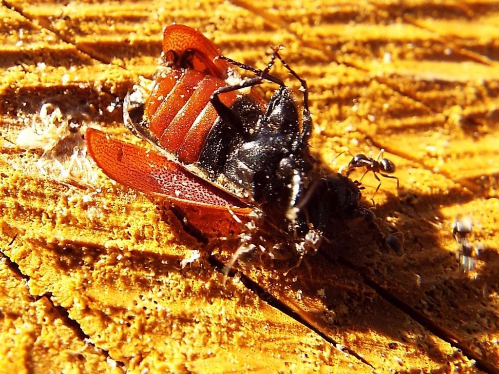 Cos''hanno assalito queste formiche?  Un Bostrichus capucinus (Bostrichidae)