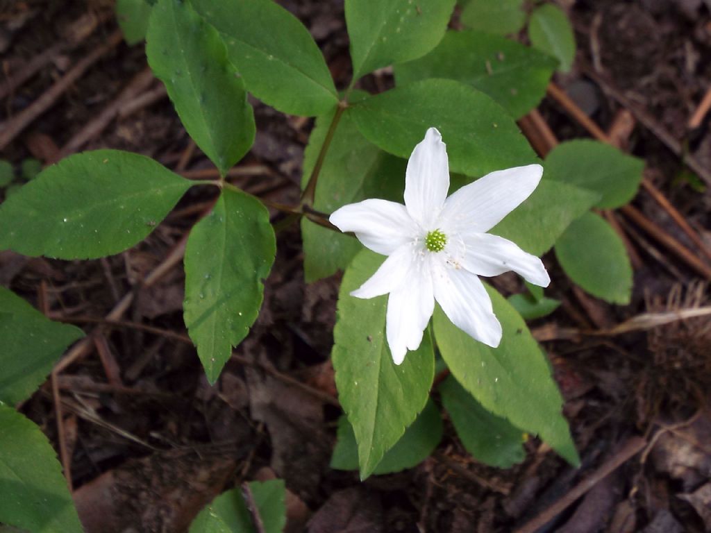 Anemonoides trifolia (Ranunculaceae)