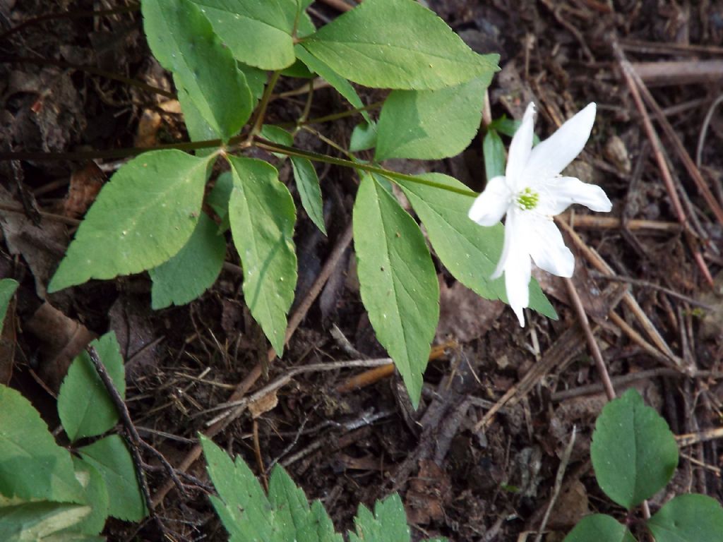 Anemonoides trifolia (Ranunculaceae)