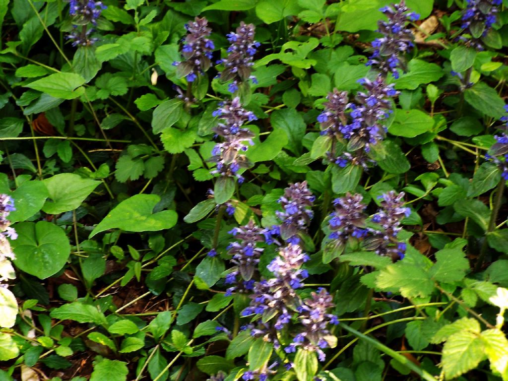 Lamiaceae: Ajuga reptans