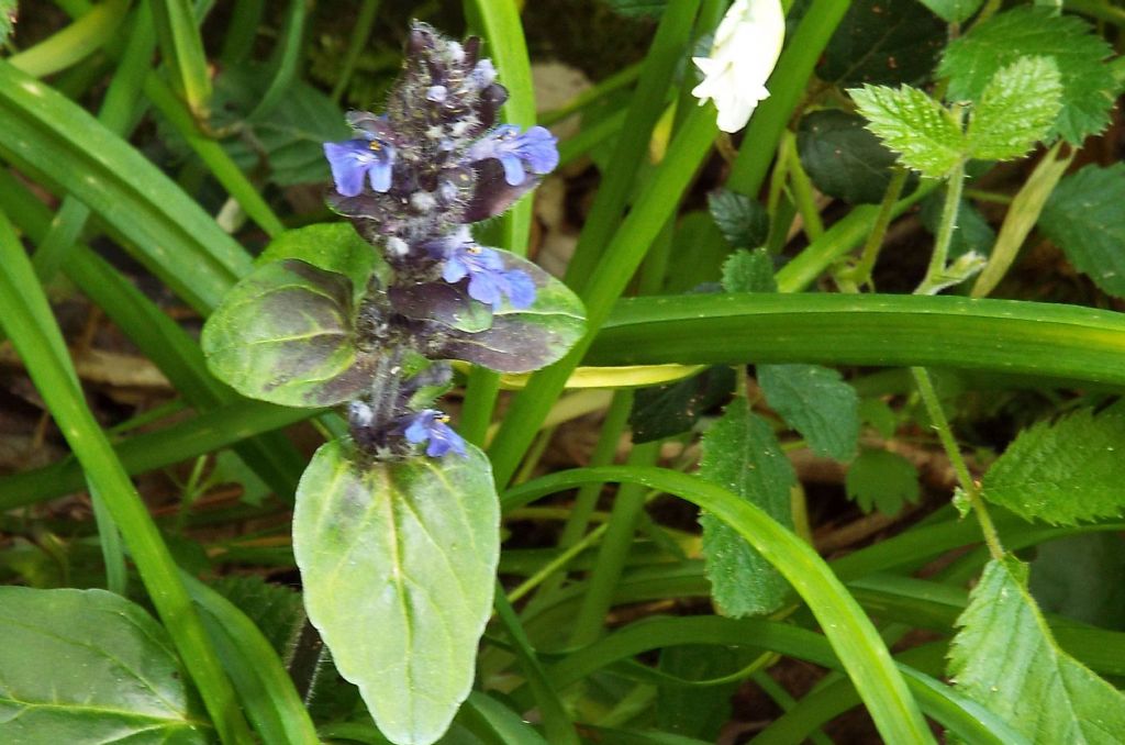 Lamiaceae: Ajuga reptans