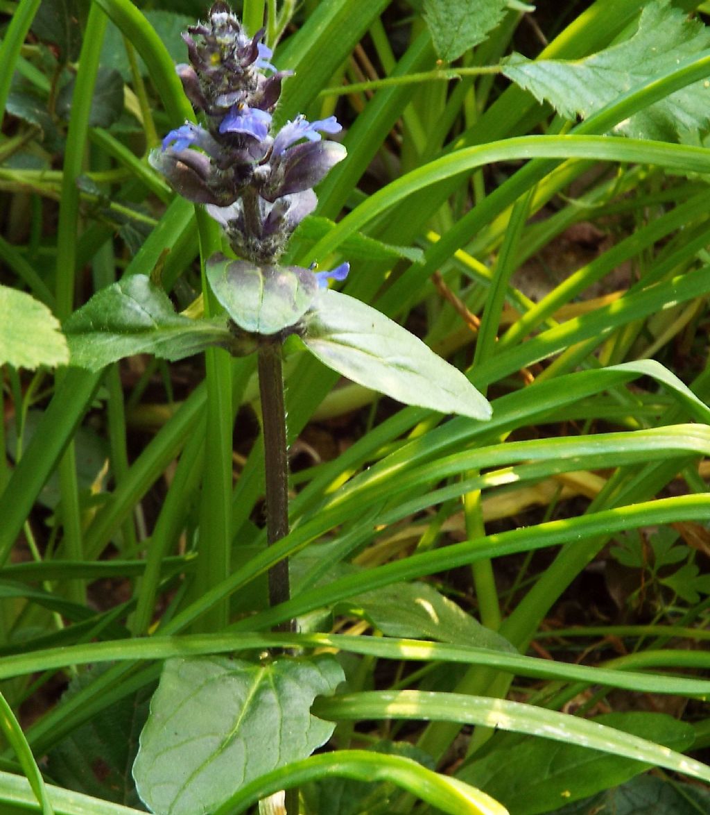 Lamiaceae: Ajuga reptans