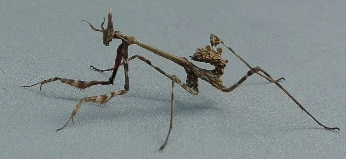 Mantodea: ninfa di Empusa pennata (Empusidae)