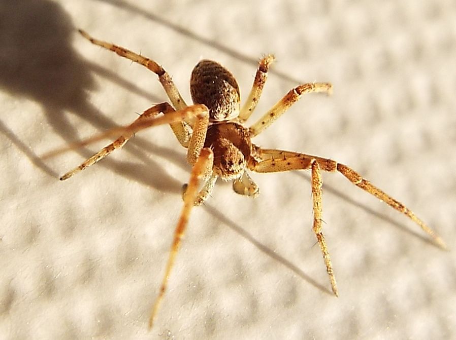 Philodromus sp. - Colturano (MI)