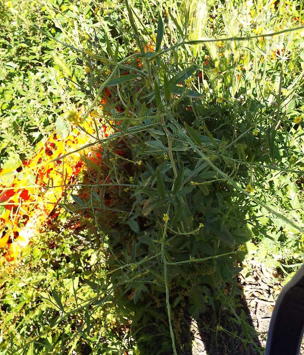 Sisymbrium officinale  (Brassicaceae)