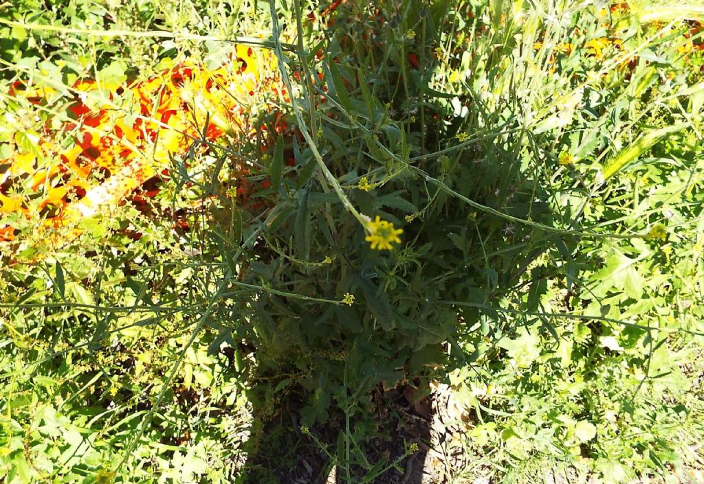 Sisymbrium officinale  (Brassicaceae)