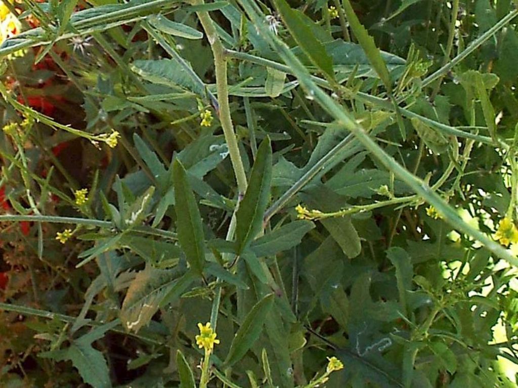 Sisymbrium officinale  (Brassicaceae)