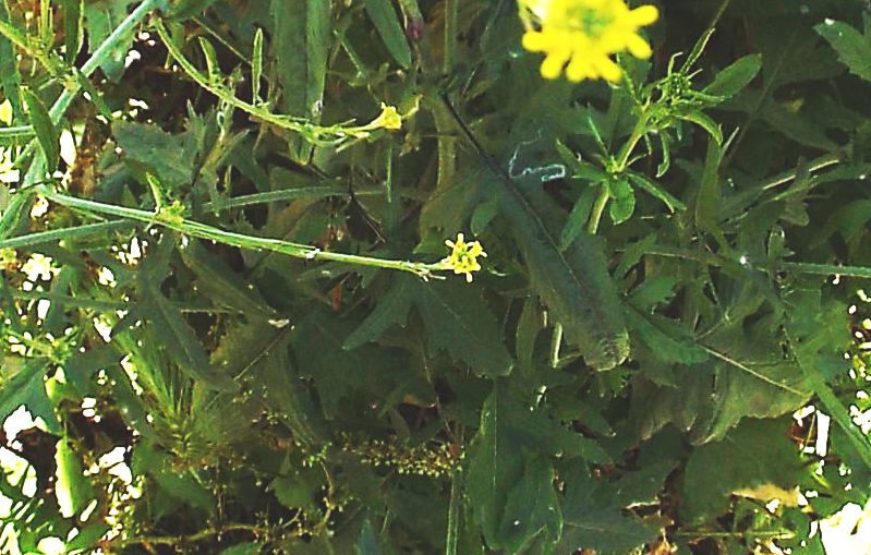 Sisymbrium officinale  (Brassicaceae)