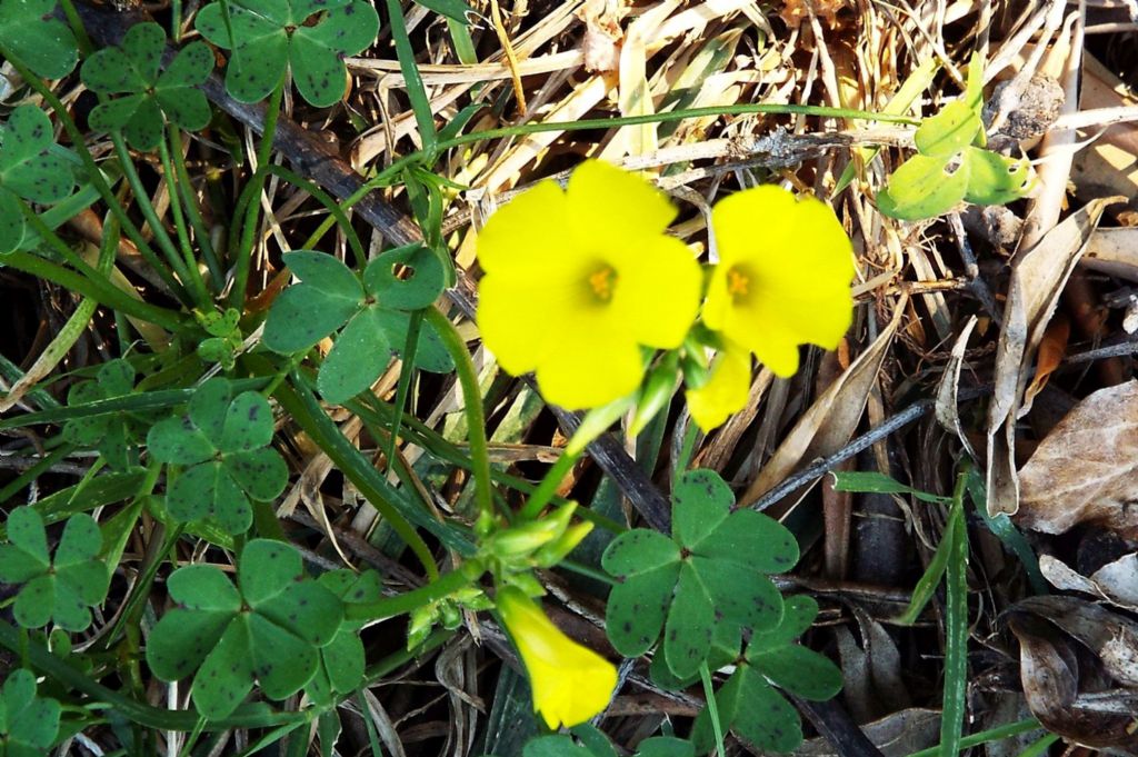 Quale Oxalis?  Oxalis pes-caprae