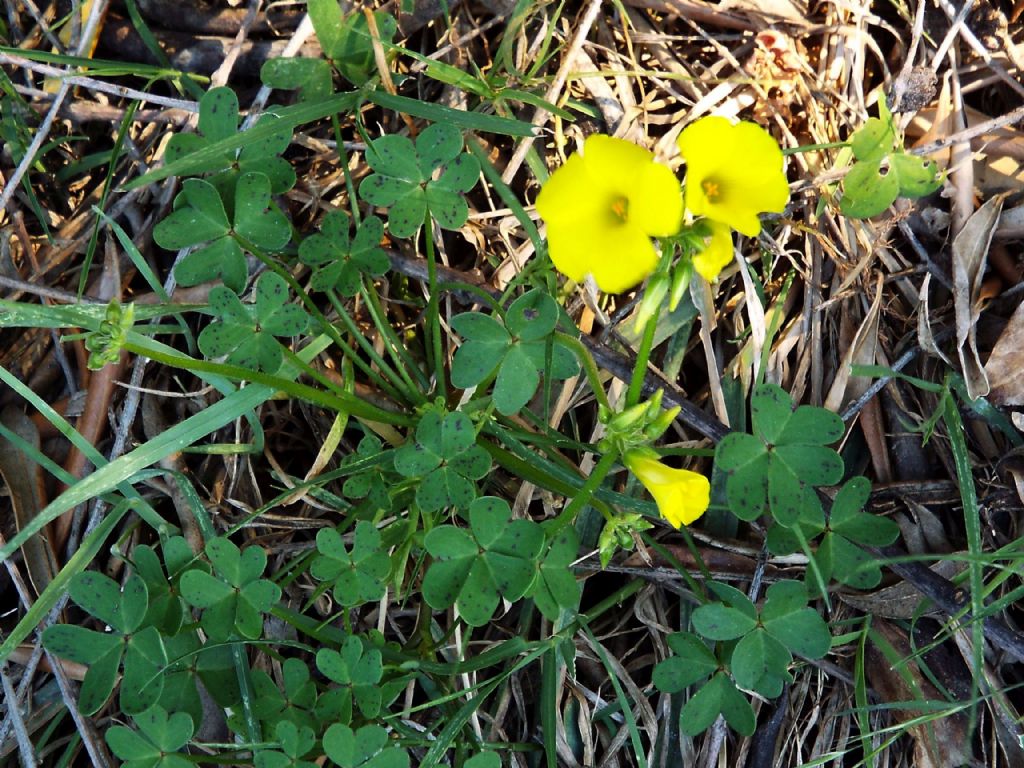 Quale Oxalis?  Oxalis pes-caprae