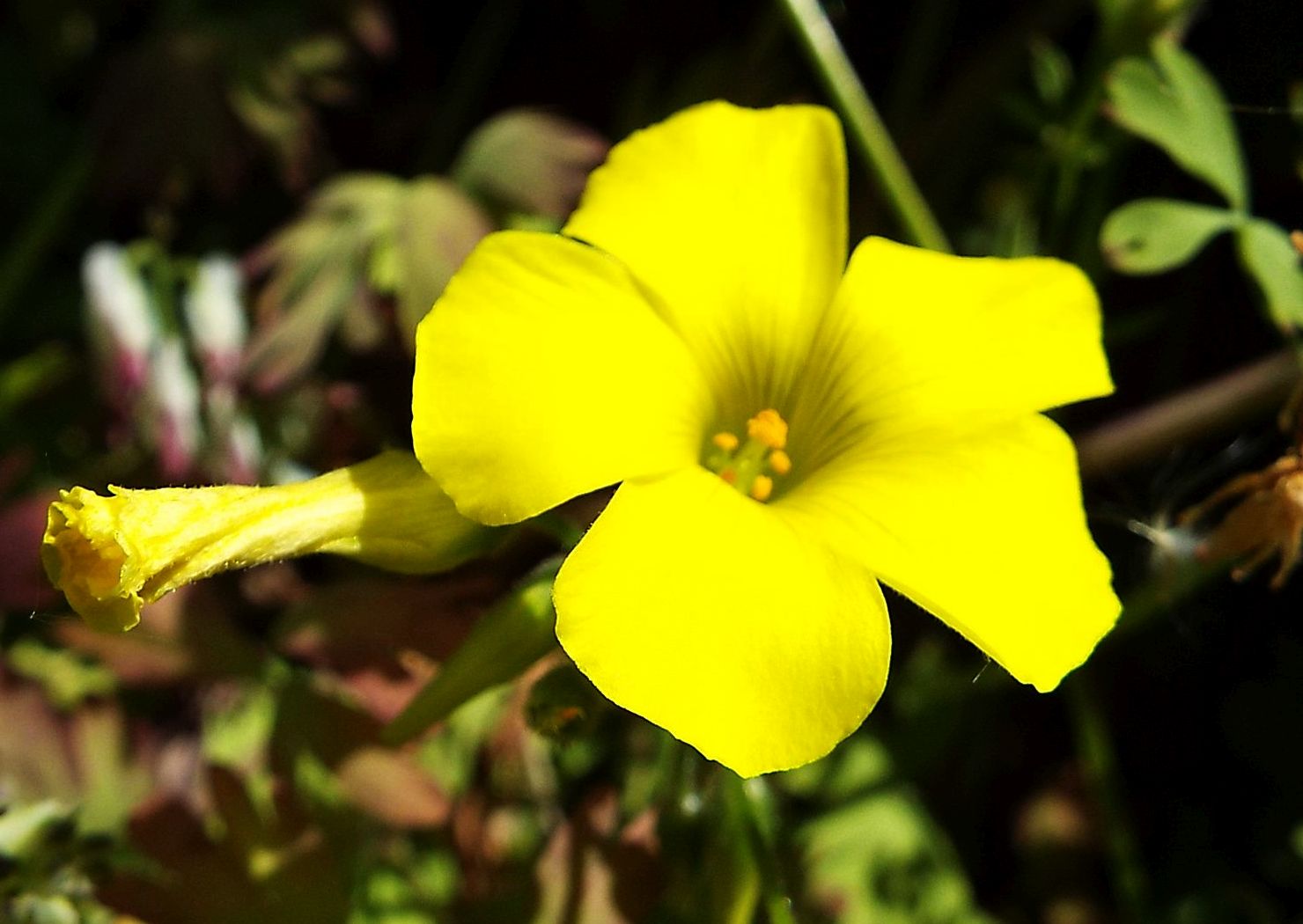 Quale Oxalis?  Oxalis pes-caprae