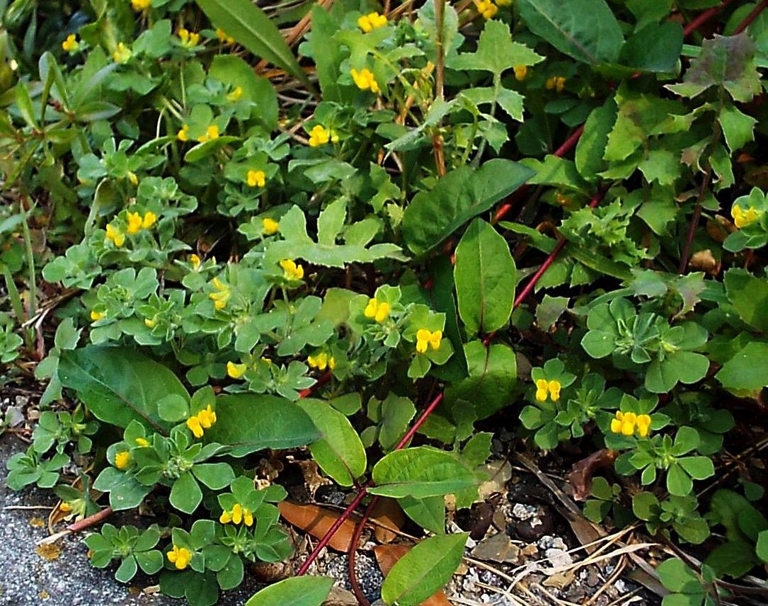 Fabacea: Lotus ornithopodioides