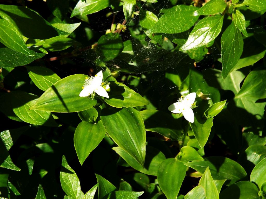 Tradescantia fluminensis (Commelinales - Commelinaceae)