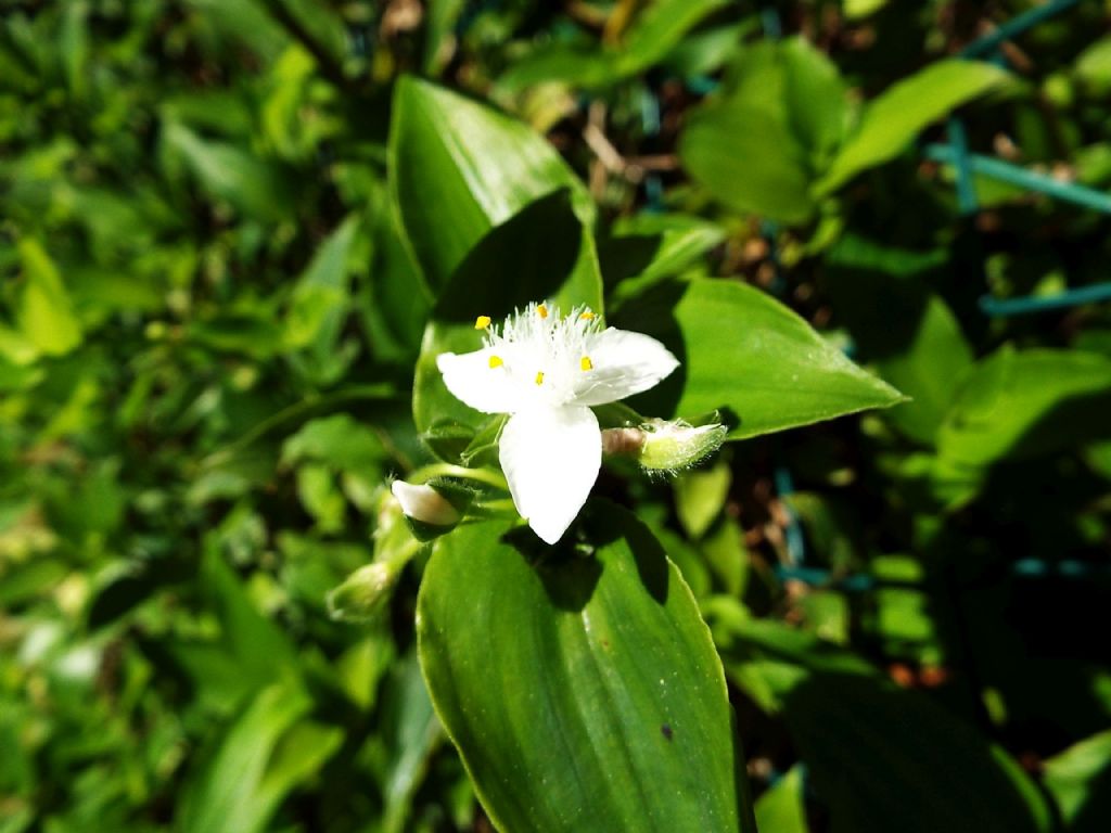 Tradescantia fluminensis (Commelinales - Commelinaceae)