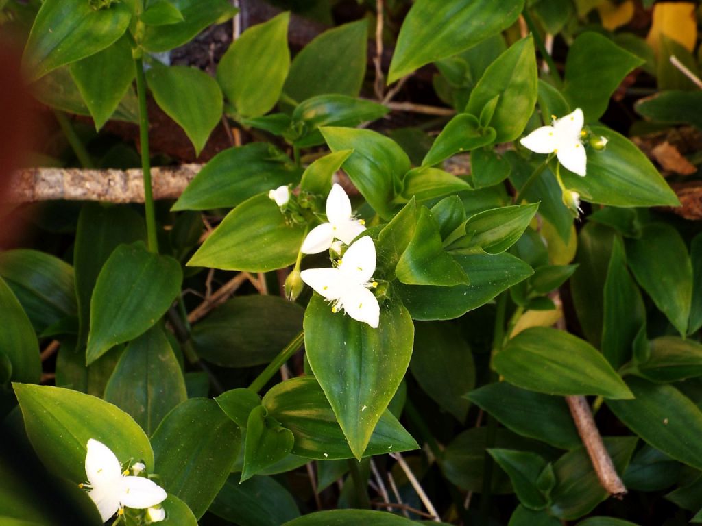 Tradescantia fluminensis (Commelinales - Commelinaceae)