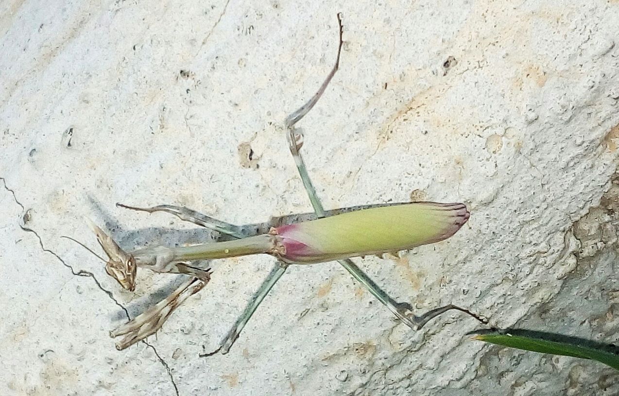 Mantide da identificare; Empusa pennata, femmina (Empusidae)