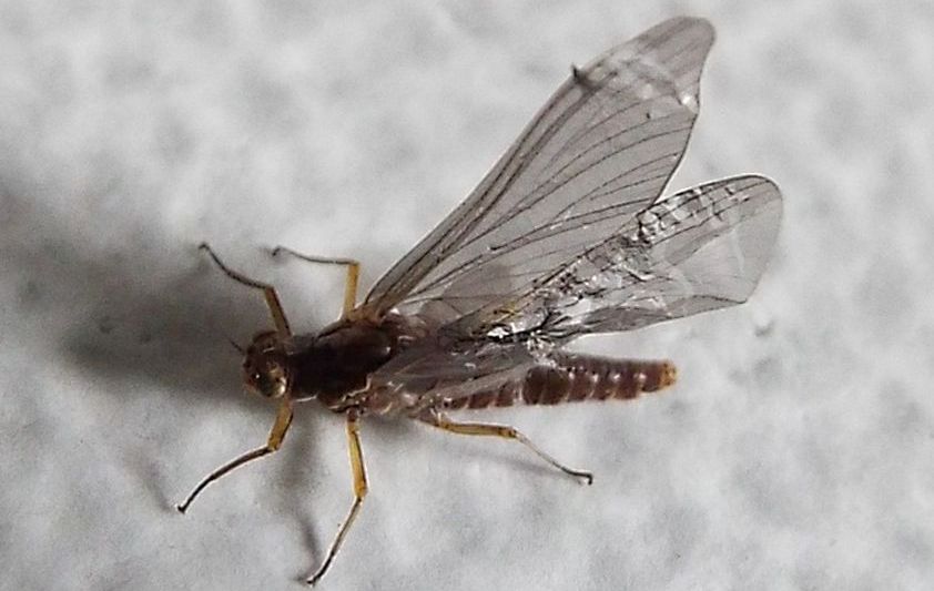 Ephemerellidae:  Serratella ignita