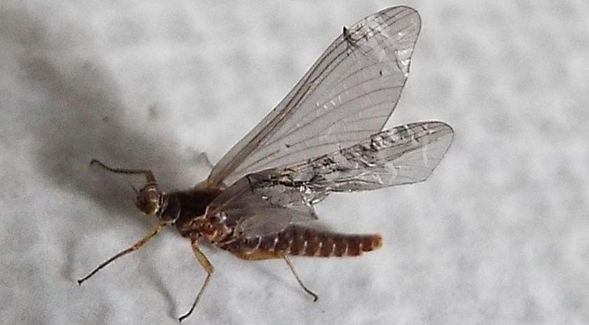 Ephemerellidae:  Serratella ignita