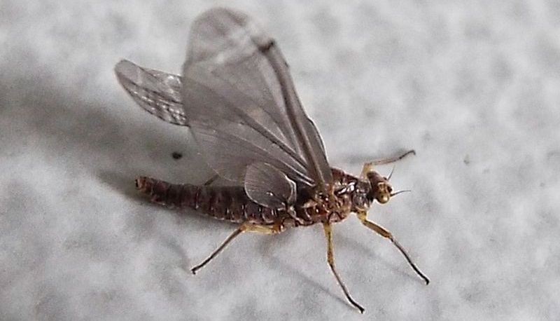 Ephemerellidae:  Serratella ignita