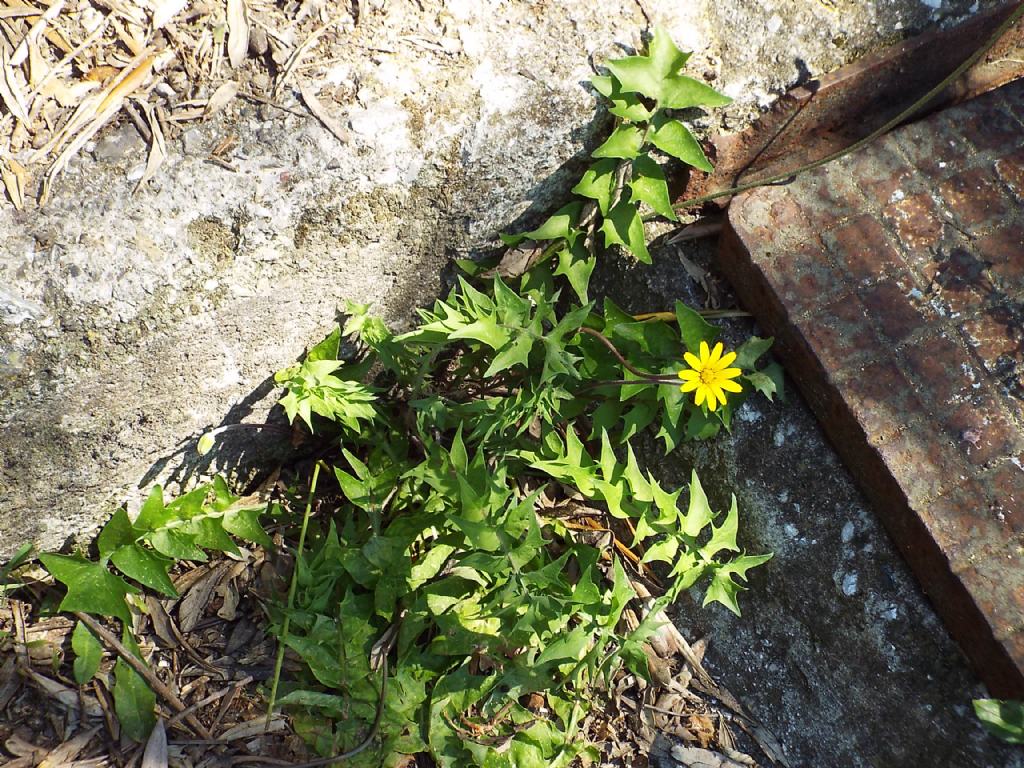 Asteracea :  Hyoseris radiata