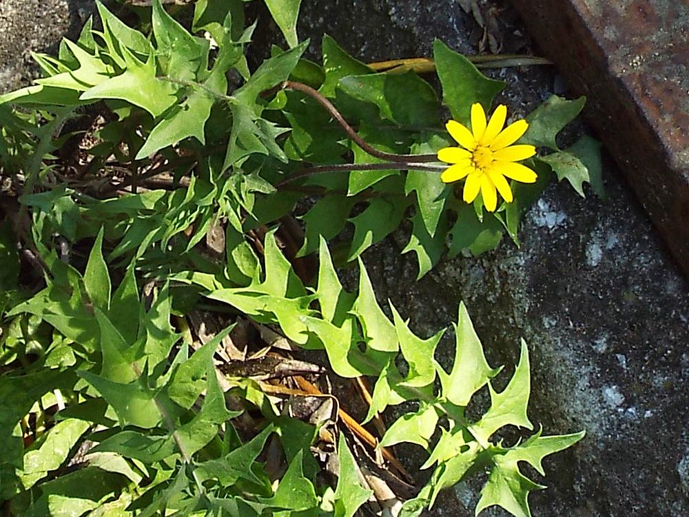 Asteracea :  Hyoseris radiata