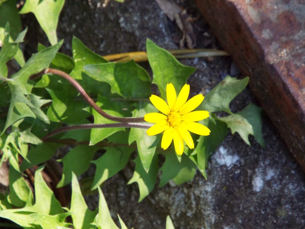 Asteracea :  Hyoseris radiata