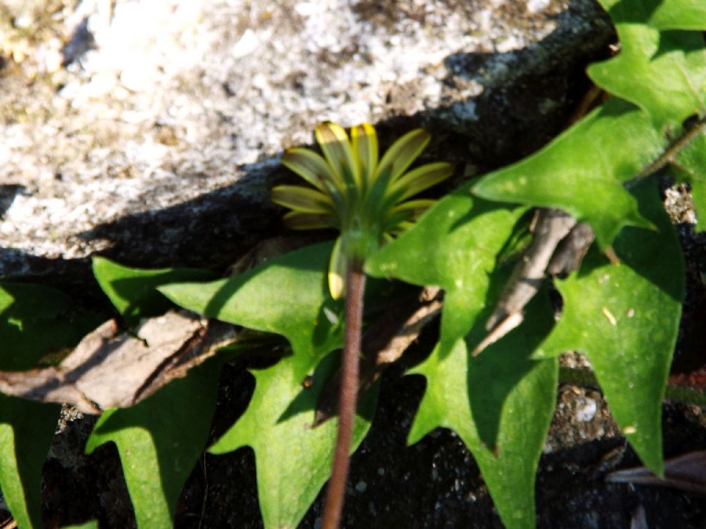 Asteracea :  Hyoseris radiata