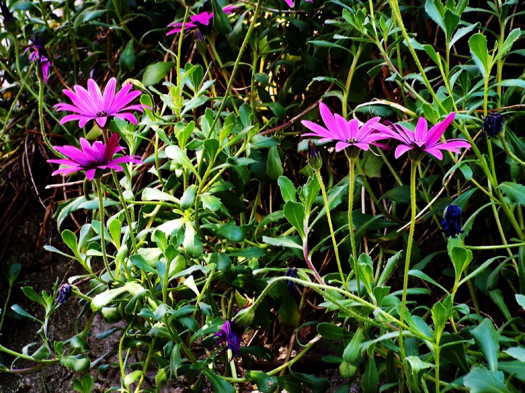 cultivar di Osteospermum ecklonis (Asteraceae)