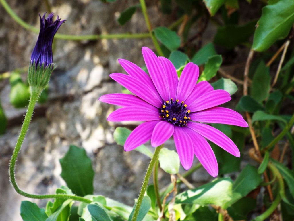 cultivar di Osteospermum ecklonis (Asteraceae)