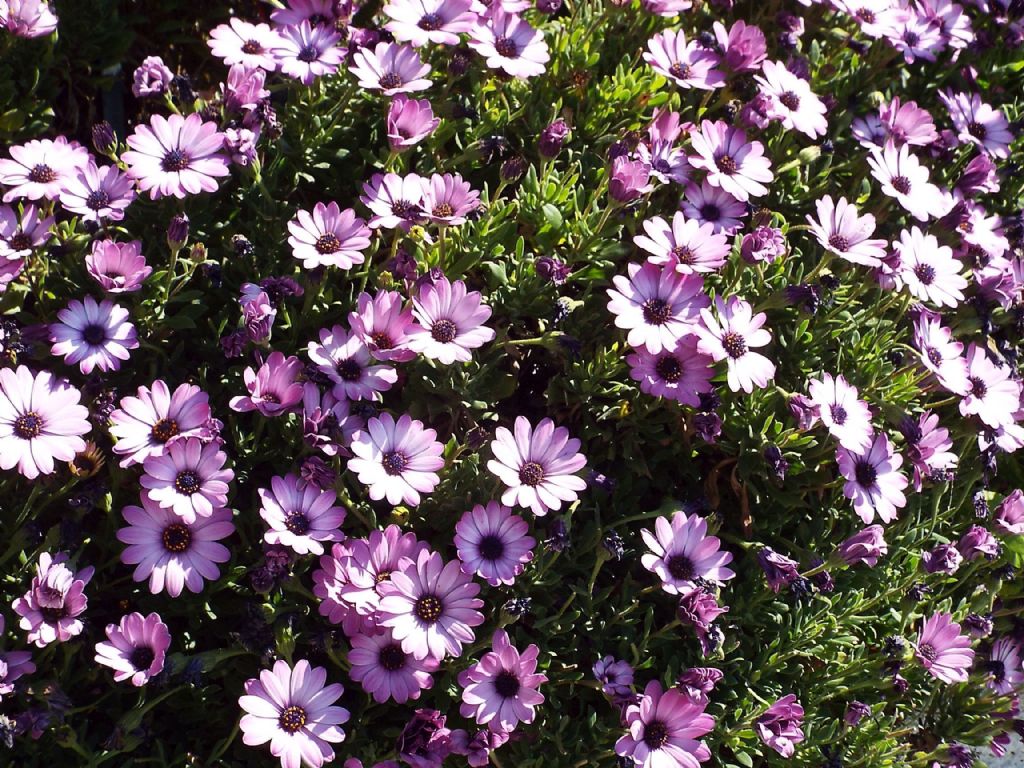 cultivar di Osteospermum ecklonis (Asteraceae)