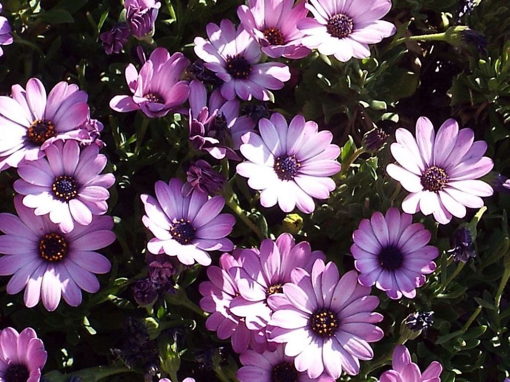 cultivar di Osteospermum ecklonis (Asteraceae)