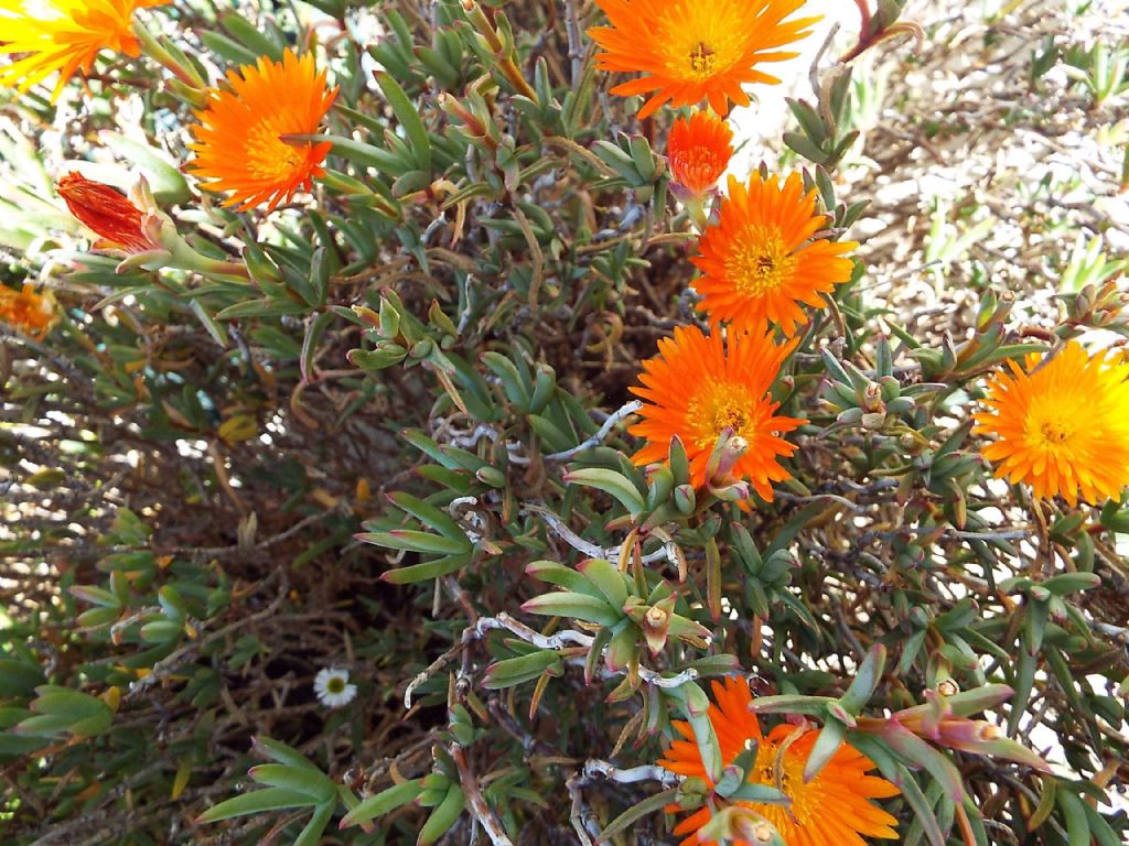 Lampranthus aureus  (Aizoaceae)