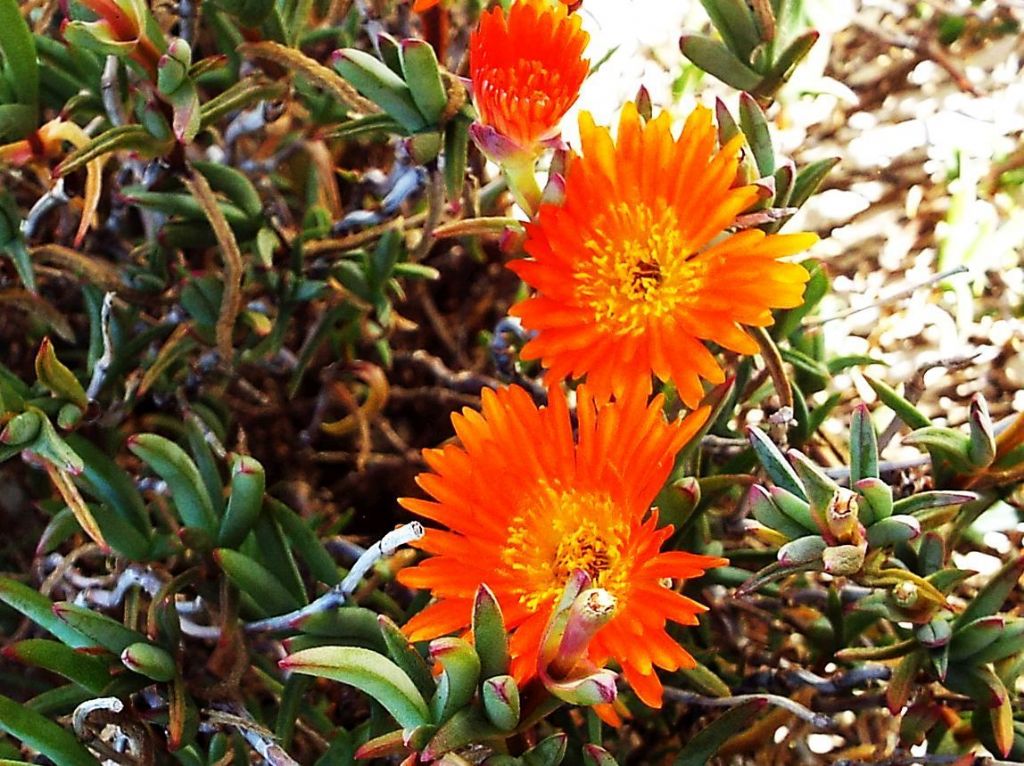 Lampranthus aureus  (Aizoaceae)