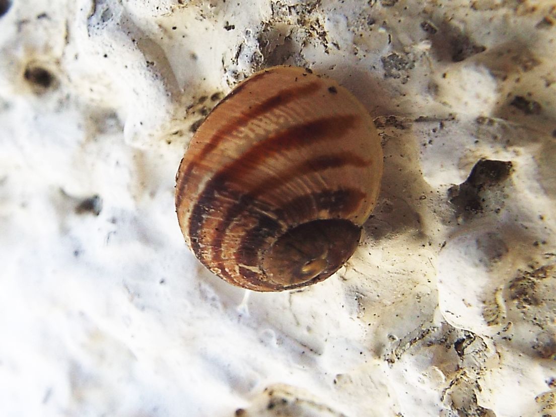 Cornu aspersum, giovane (Helicidae)