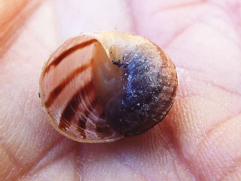 Cornu aspersum, giovane (Helicidae)