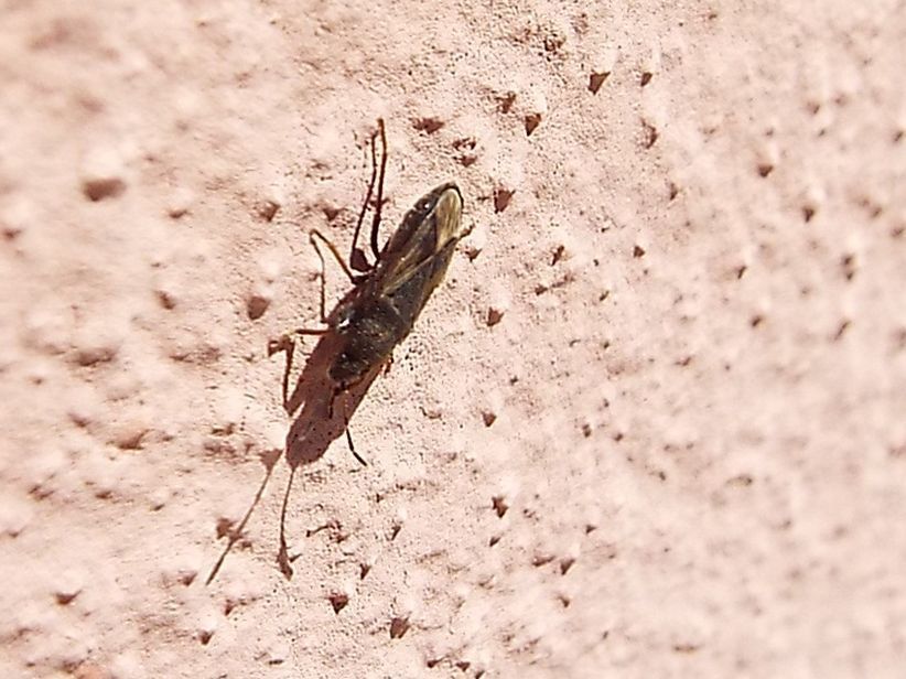 Lygaeidae: Megalonotus sp.