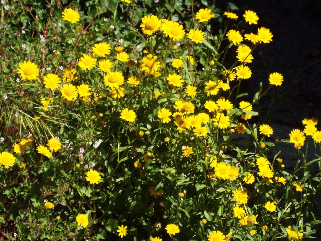 Asteraceae: Coleostephus myconis