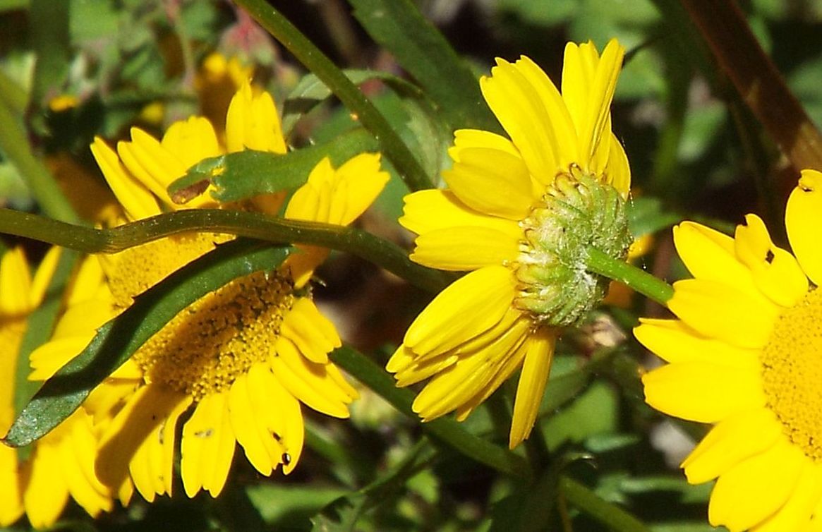 Asteraceae: Coleostephus myconis