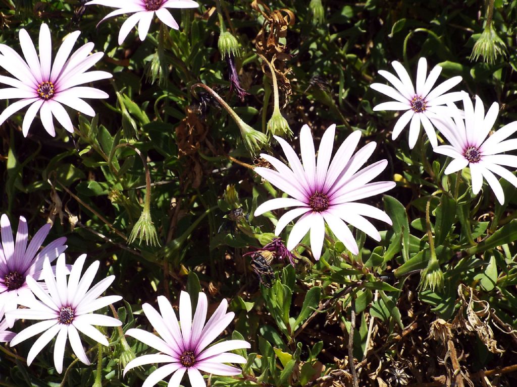 cultivar di Osteospermum ecklonis (Asteraceae)