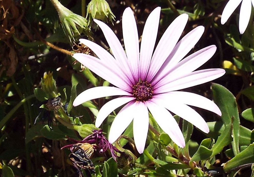 cultivar di Osteospermum ecklonis (Asteraceae)