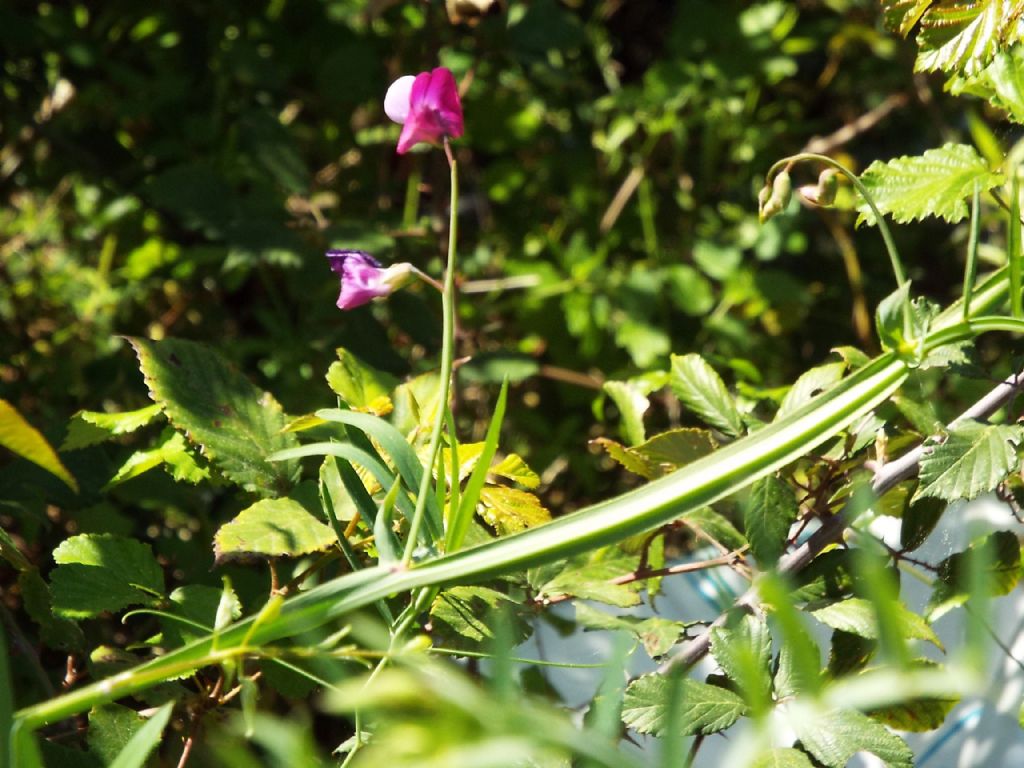 Vicia?  No, Lathyrus clymenum (Fabaceae)