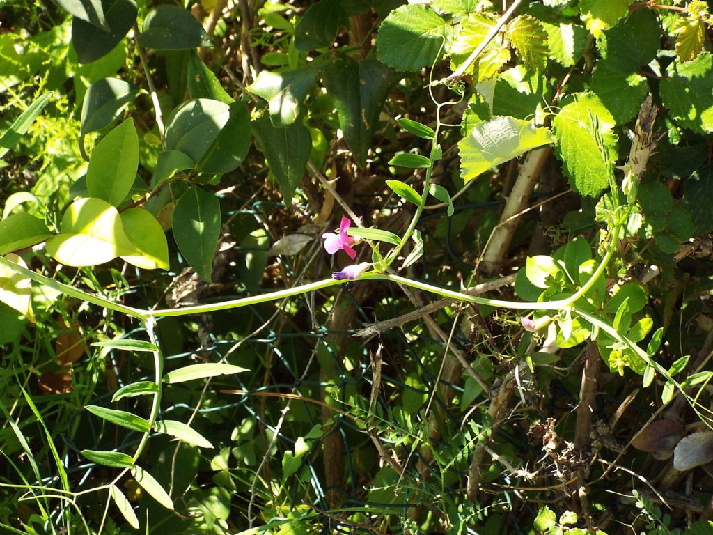 Vicia?  No, Lathyrus clymenum (Fabaceae)